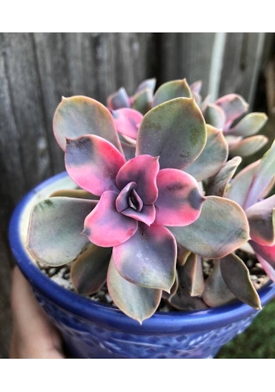 10 Adet Rainbow Echeveria Succulent Tohumu