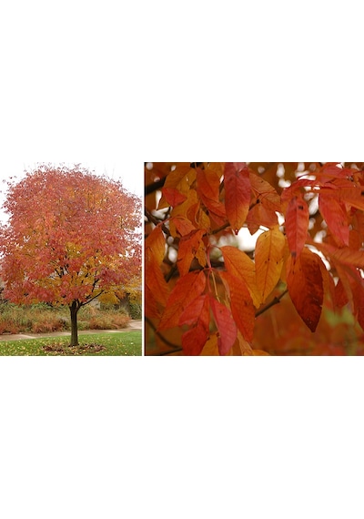 Amerikan Dişbudak Fidanı - Fraxinus Americana