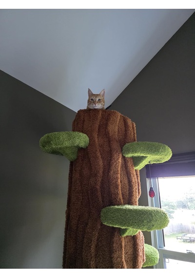 Ağaç Temalı Kedi Evi 180 Cm
