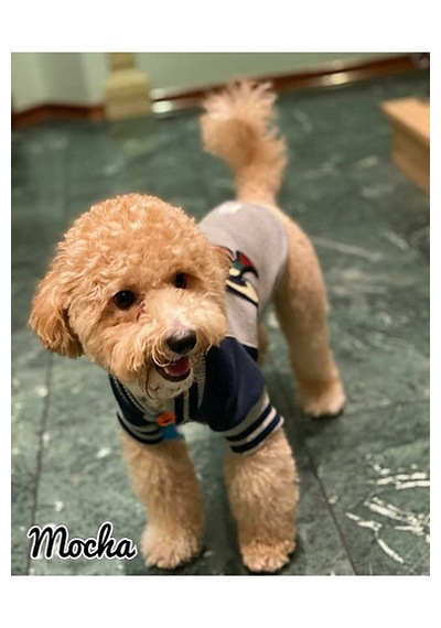 Lacivert Love Nakışlı Kedi Köpek Kolej Mont