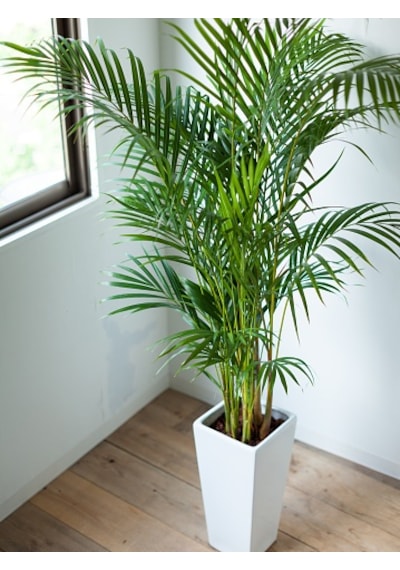 Areka Palmiyesi 170-180 Cm -  Salon Ofis Bitkisi 6343