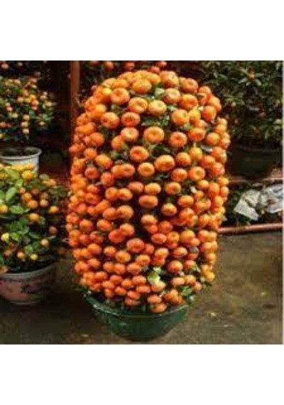20 Adet Tohum Nadir Bodur Bonsai Mandalina Bonzai Ağacı Tohum Süpriz Hediye Bonsai Ağacı Tohum