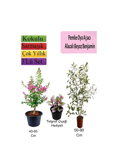Pembe Oya Ağacı+ Alacalı Beyaz Benjamin+ Telgraf Hediyeli