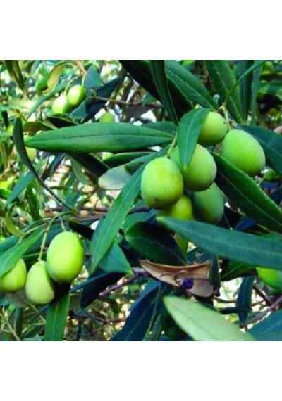 Kendive Verimli Yüksek Yağ Oranlı Sofralık Yağlık Saurani Zeytin Fidanı