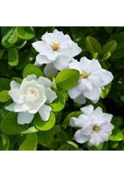 30 Adet Tohum Nadir Bulunan Beyaz Gardenya Çiçeği Tohumu Gardenya