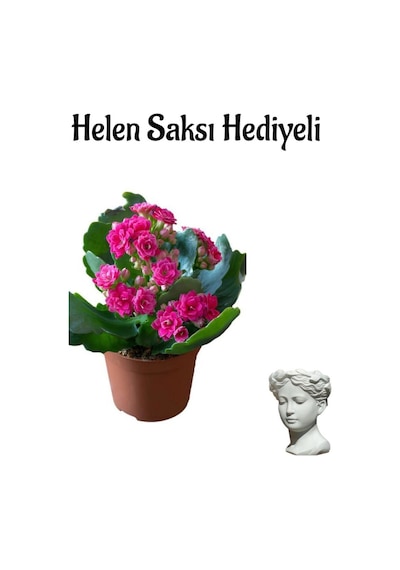 Hediyelik Kırmızı Renk Kalanşo Kalanchoe Çiçeği Sevgililer Gününe Özel Helen Saksı Hediyeli