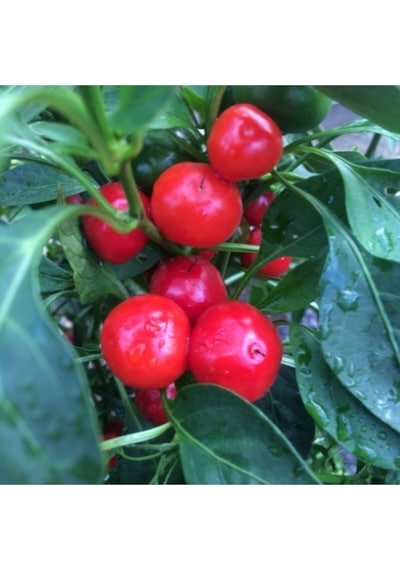 Süper Paket Cherry Acı Kiraz Biber Tohumu Yakantop Acı Biber Tohumu 150 Adet Tohum