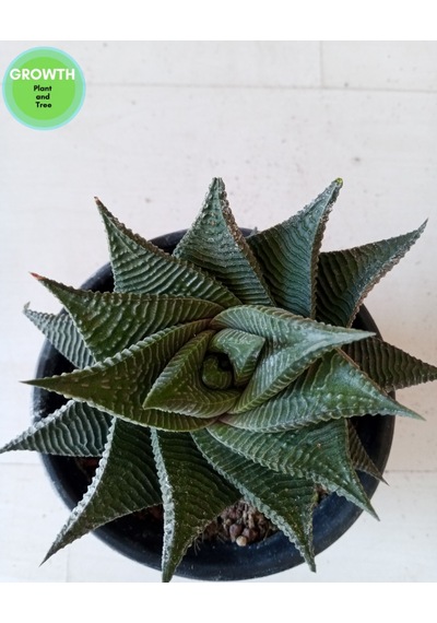 Haworthia Limifolia Twist 1 Adet