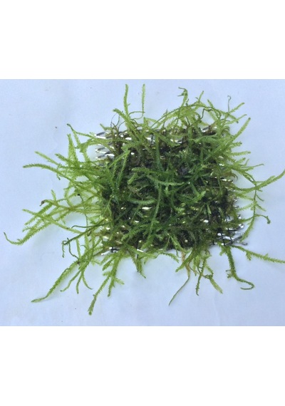 Java Moss 5X5 Cm Akvaryum