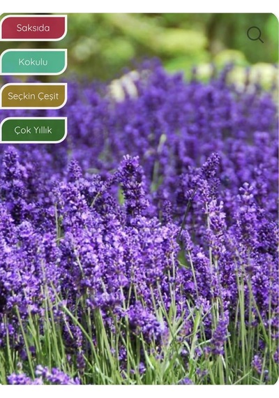 Bitkim Sende Lavanta Fidanı İngiliz Lavandula Angustifolia Hidcote, Saksıda, Kokulu, Çiçek Açan, Çalı