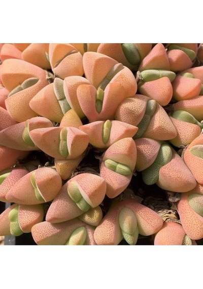 10 Adet Ihlenfeldtia Vanzylii Succulent Tohumu