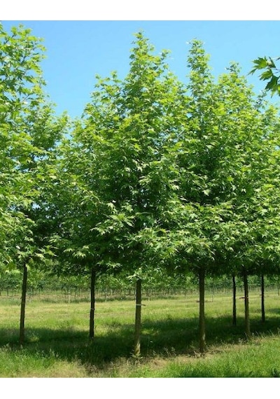 Tüplü Çınar Ağacı Fidanı 3 Yaş