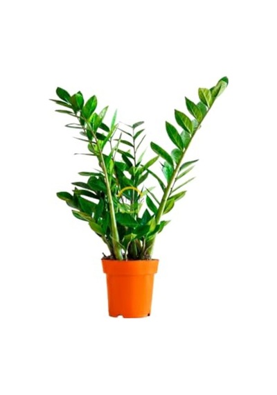 Zamia Çiçeği, 60-70 Cm Yükseklikte Sağlıklı Bitki