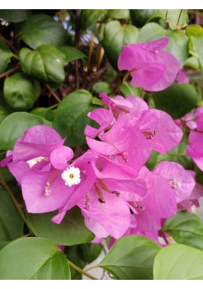 Videolu 1 Adet Pembe Begonvil Çiçeği Fidanı 40-60 Cm Saksılı Çiçekli Bodur Bitkiler Bougainvillea