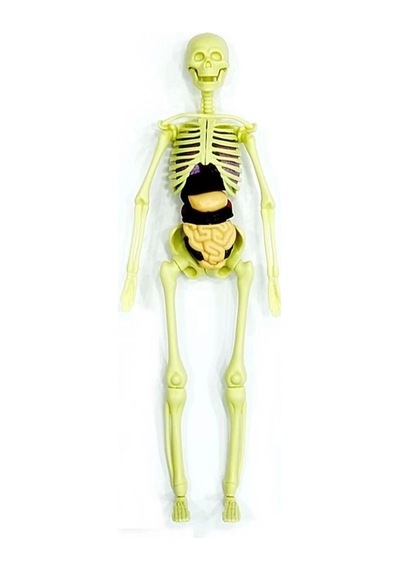 Mey İthalat The Human Body İnsan Vücudu 3d Eğitim Seti 3302