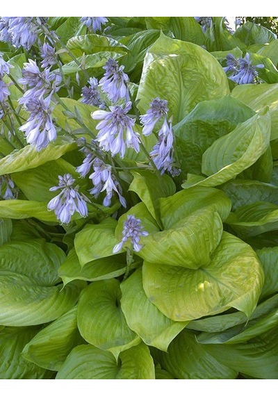 Ağustos Zambağı Hosta 10 Adet