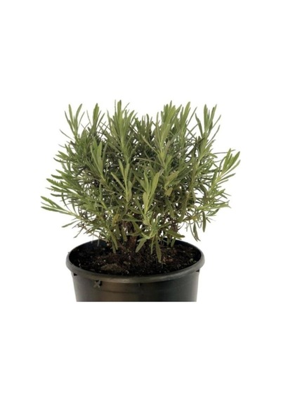 Lavandula Angustifolia Çiçeği Fidanı 10-20 Cm