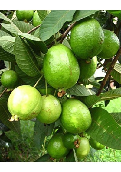 Nadir Ithal Psidium Guava Meyvesi Tohumu Ekim Seti 3 Tohum Saksı Toprak Kombin