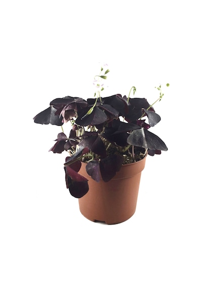 Oxalis Triangularis