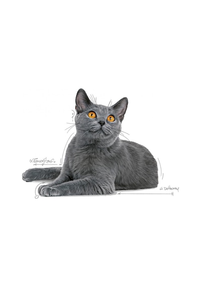 Royal Canin Oral Care Yetişkin Kedi Maması 1500 G