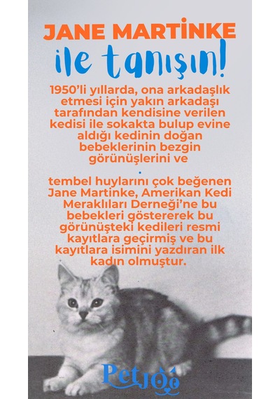 Petjoo 5.Jane Martinke Mavi-Turuncu Qr'lı Kedi Künyesi