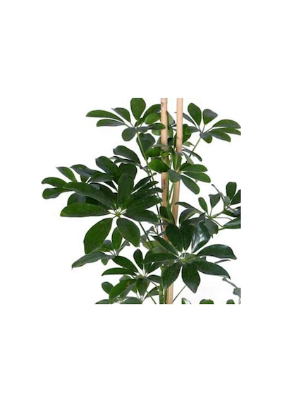 Yeşil Şeflera Schefflera Arboricola Nora - Bitki Boyu 60-80 Cm