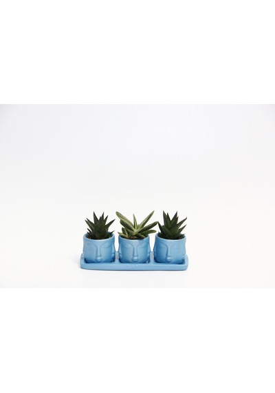 Trio Mavi Adler Sukulent Seti - Haworthia Limifolia. Gasteria