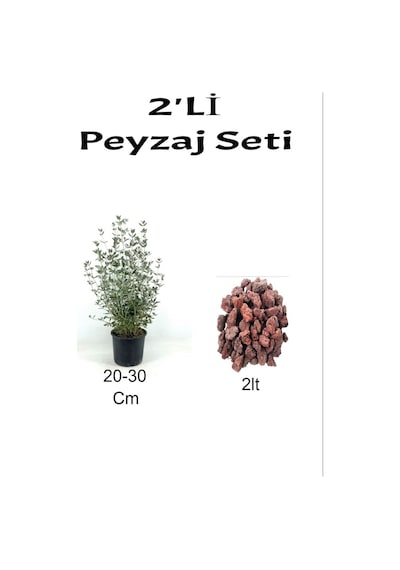 2'li Peyzaj Seti Zeytin Çalısı Fidanı + Curf