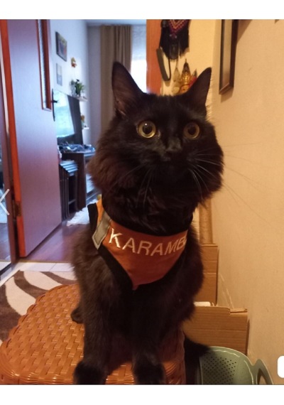 Kedi Köpek Göğüs Tasma Seti Isimli