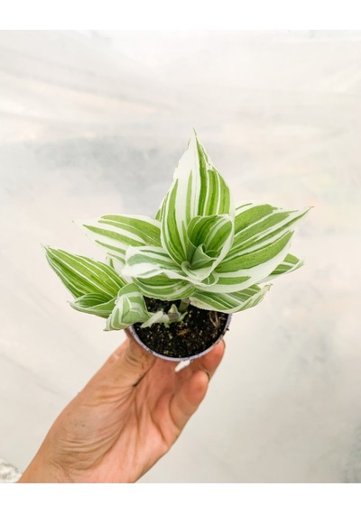 Beyaz Alacalı Telgraf Çiçeği Mini Sukulent Tradescantia Albiflora