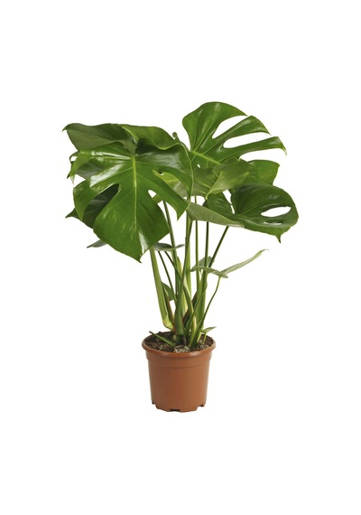 Monstera Deliciosa Deve Tabanı 60-80 Cm Orta Boy