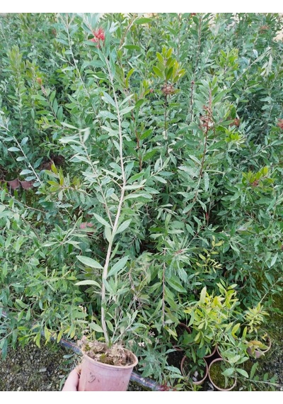 Fırça Çalısı Callistemon 5 Adet 80-100 Cm Çiçekli Peyzaj/çit Bi