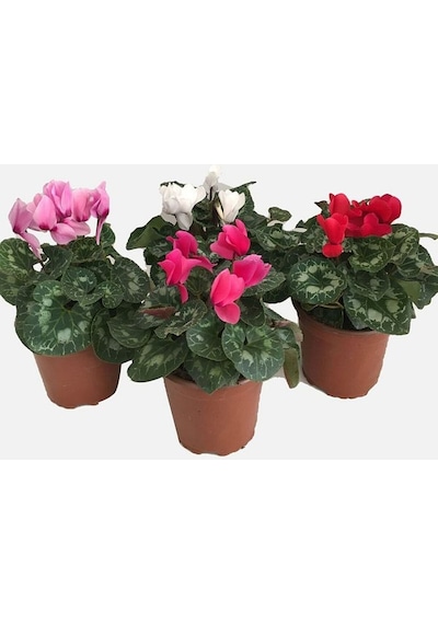 Sarmask Cyclamen Sürpriz Renk Sıklamen, Saksıda