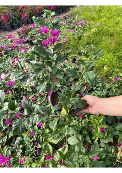 Canlı Dolgun Formlu Mor Renk Begonvil Çiçeği 45-60cm Purple Bougainvillea
