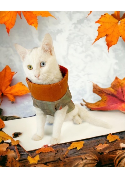 Kemique Stripe Orange Su İtici Kedi Yağmurluğu