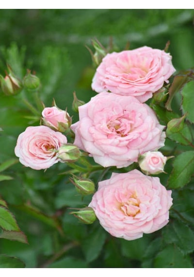 Açık Pembe Isparta Gülü 3 Adet Saksılı/ Tüplü 40-60cm Bahçe Bitkisi Isparta Rose