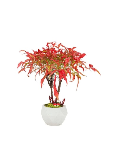 Nadir Ithal Bodur Cennet Bonzai Ağacı Tohumu 5 Tohum Bonsai Tohumu