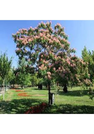 10 Adet Tohum Gülibrişim Ağacı Tohum Gülibrişim Tohum Süpriz Hediye Bonsai Ağacı Tohumla
