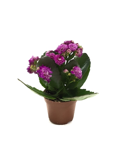 Kalanchoe Calandiva 'Purple' (Kalanşo Çiçeği) Ø5,5 CM Y0-10 CM
