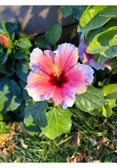 Videolu Pembe Japon Gülü Çiçeği Fidanı 40-45 Cm Saksılı Dış Mekan Bitkileri "camellia Japonica