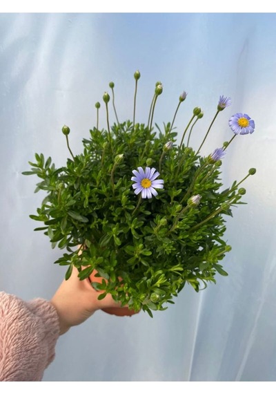 Mavi Çalı Papatyası-maviş 1 Adet Saksılı15-30cm Bahçe Peyzaj Bitkisi Blue Daisy