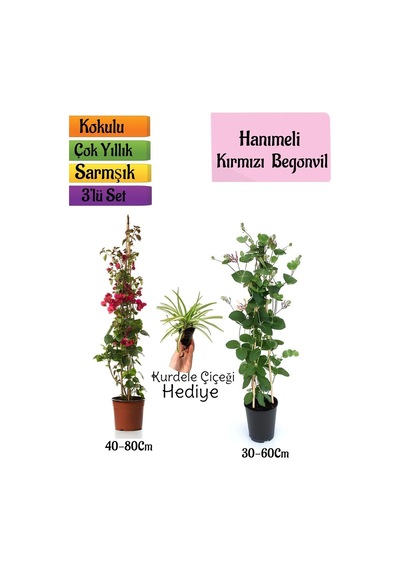 Kırmızı Begonvil+kokulu Hanımeli Çiçeği+kurdele Çiçeği Hediyeli 3'lü Peyzaj Seti