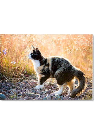 Cakasepetim Taşların Üzerinde 3 Renk Kedi Ve Sarı Otlar Ahşap Mdf Tablo