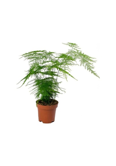 Videolu Salon Tülü Kuşkonmaz Bitkisi 1 Adet 25-40 Cm Iç Mekan Salon Ev Bitkisi Ofis Asparagus