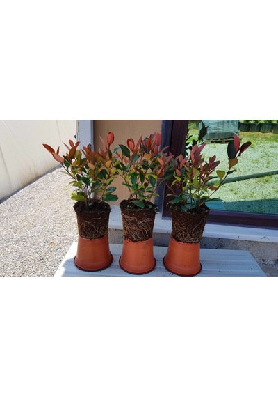 5 Adet Bodur Alev Çalısı Fidanı 30-50 Cm