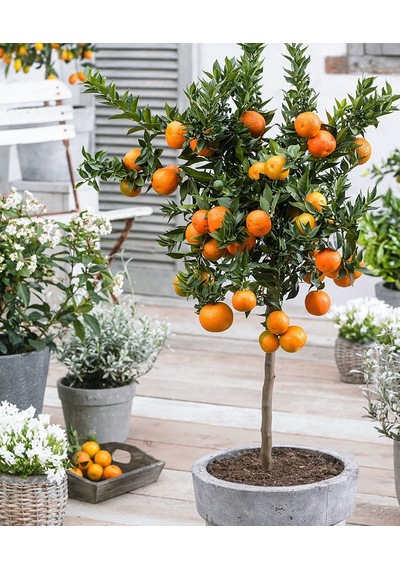 Mandalina Ağacı Fidanı