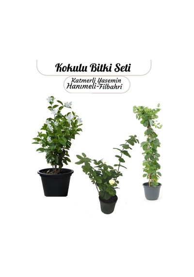Saksılı 3'lü Koku Seti Filbahri - Katmerli Ful Yasemin Ve Mis Kokulu Hanımeli