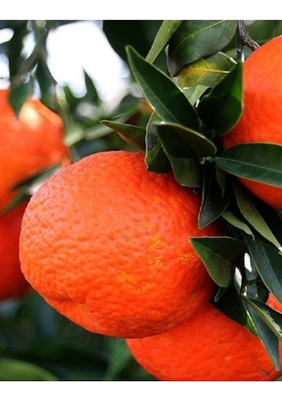 2 Adet Tüplü İri Meyveli Mandalina Fidanı
