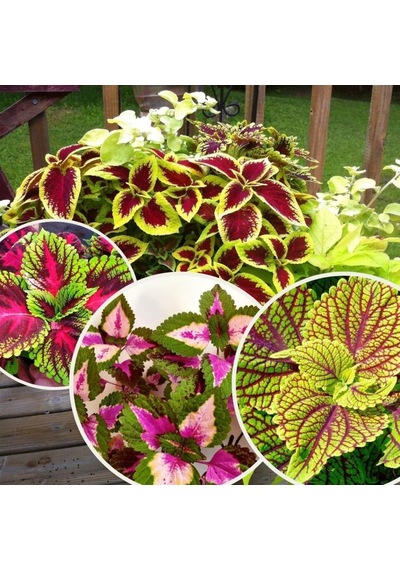 Coleus Cam Güzeli Yaprak Güzeli 15-25 Cm