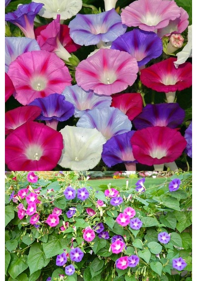 Sabah Sefası Sarmaşık Tohumu Çok Renkli Karışım Ipomoea